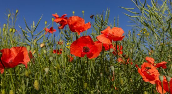 Action Les Coquelicots contre les pesticides