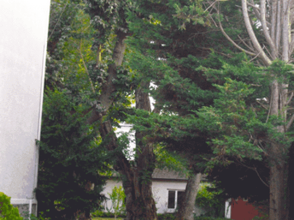 arbre à définir au 28 boulevard du Général de Gaulle villemomble