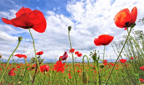 Au printemps... Nous voulons des coquelicots !