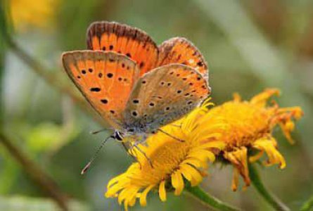 Le Cuivr des marais (Lycaena dispar), class  En danger 