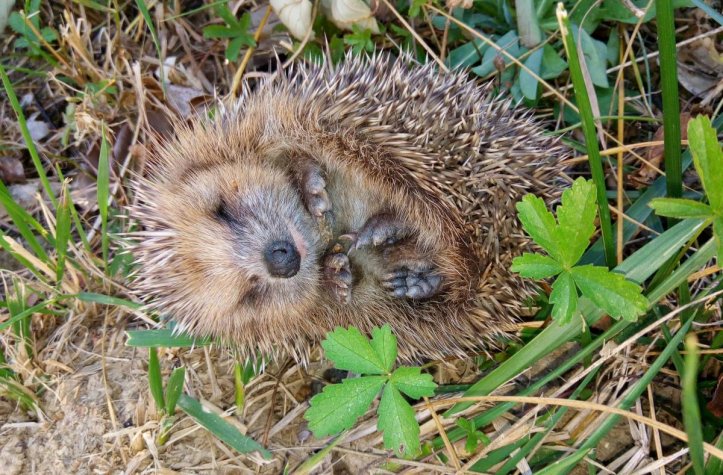 Un recensement national des hrissons est lanc par France Nature Environnement. crdit photo FNE 25-90