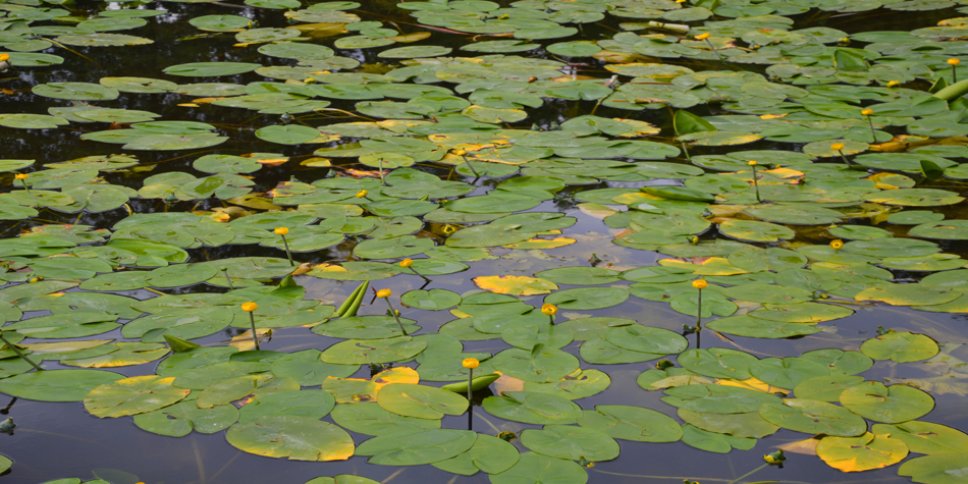 biodiversit et la nature