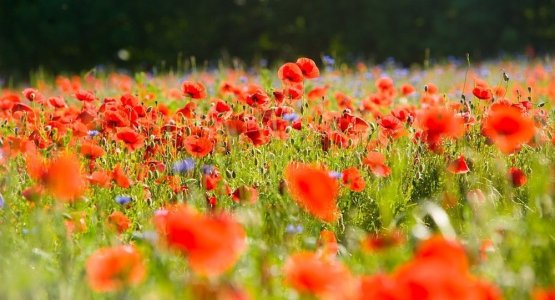 NOUS VOULONS DES COQUELICOTS