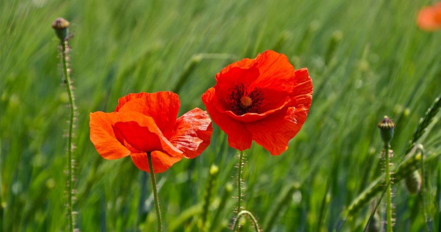 Nous voulons des coquelicots