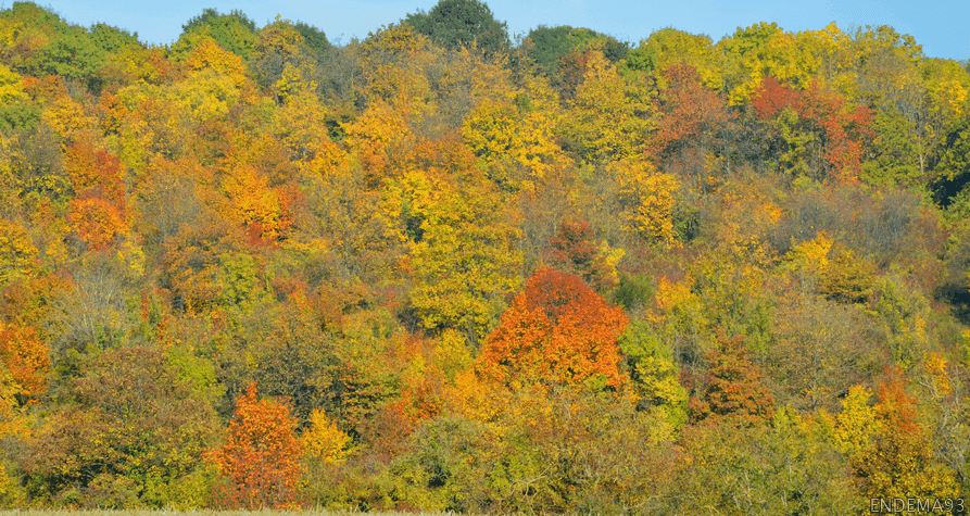 parc du Monguichet