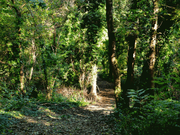 promenade d'automne au Montguichet