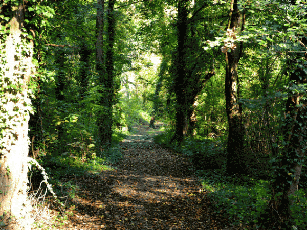 promenade d'automne au Montguichet