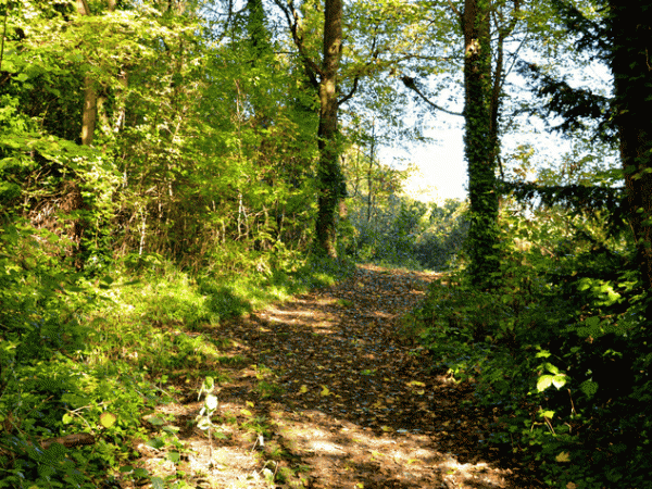 promenade d'automne au Montguichet