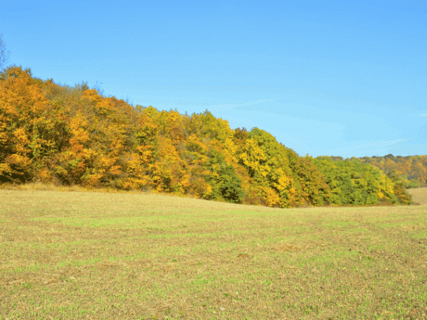 promenade d'automne au Montguichet