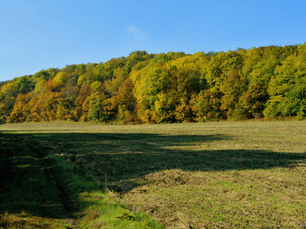 promenade d'automne au Montguichet