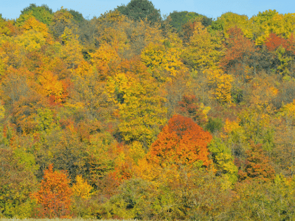 promenade d'automne au Montguichet