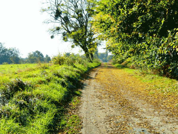 promenade d'automne au Montguichet