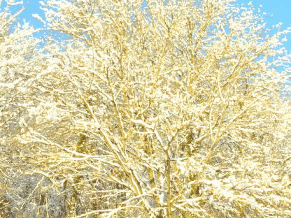 Promenade d'hiver au parc du Montguichet