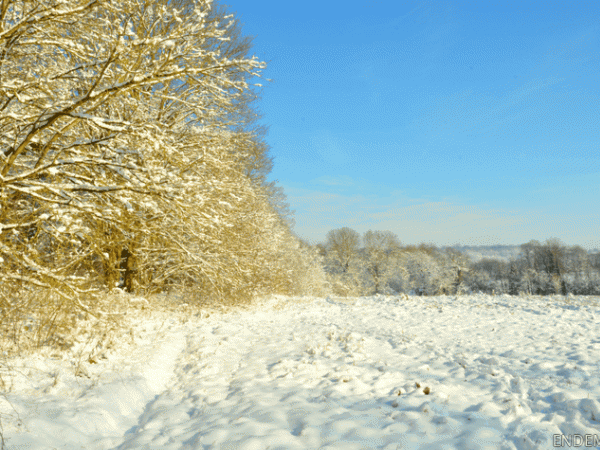 Promenade d'hiver au parc du Montguichet