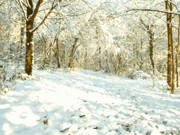 Promenade d'hiver au parc du Montguichet