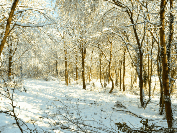 Promenade d'hiver au parc du Montguichet