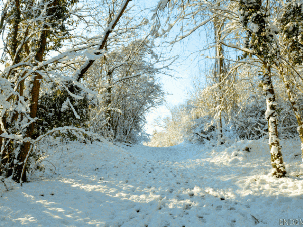 Promenade d'hiver au parc du Montguichet