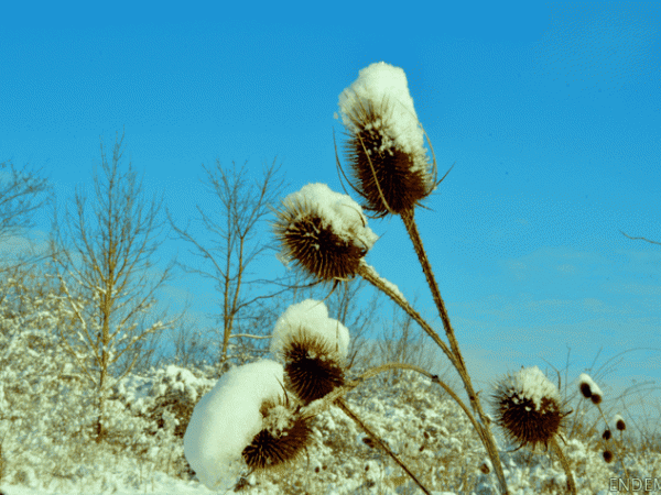 Promenade d'hiver au parc du Montguichet