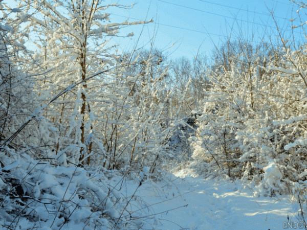 Promenade d'hiver au parc du Montguichet