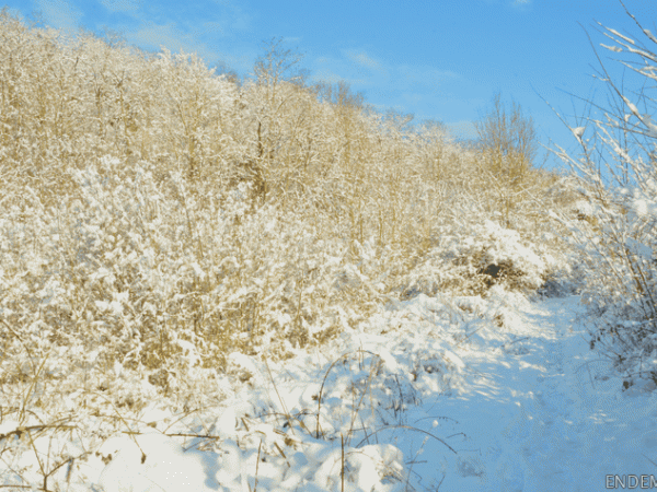 Promenade d'hiver au parc du Montguichet