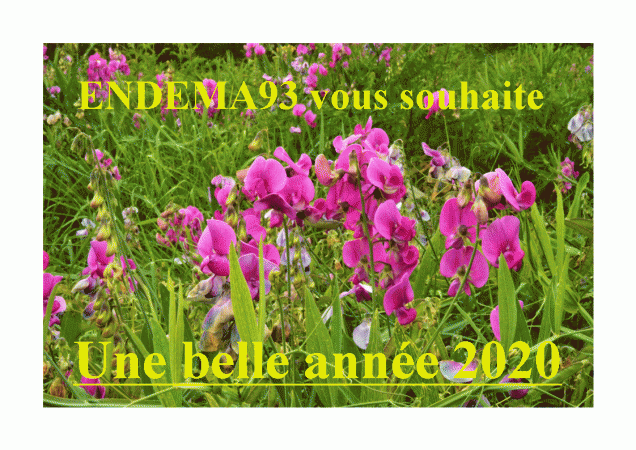 Voeux d'ENDEMA93 pour l'année 2020.